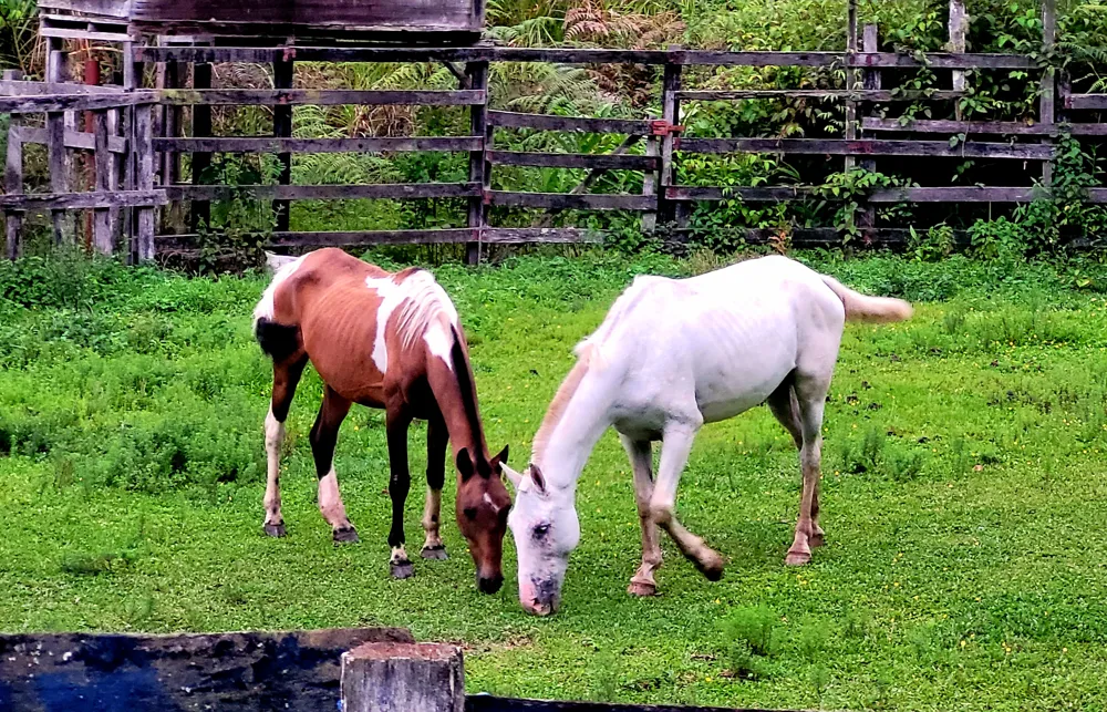 Two horses grazing beside a wooden fence